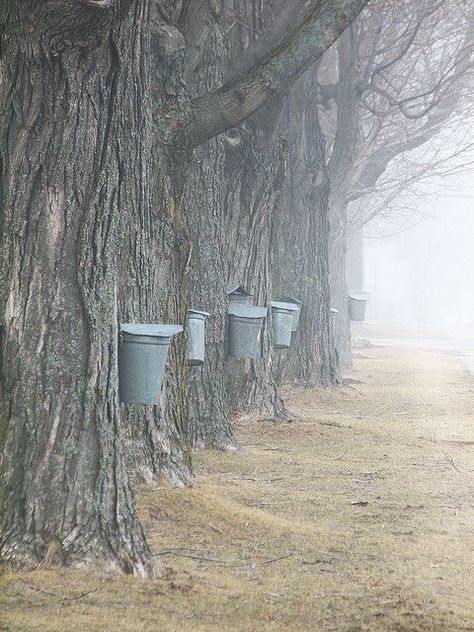 New Hampshire maple syrup Tree Tapping, Foggy Day, New England States, Cleaning Tricks, Sugar Maple, Maple Tree, Clever Ideas, Buckets, Rhode Island