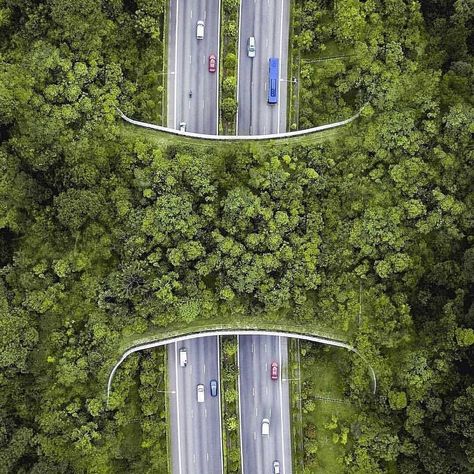 Green Corridor, Eco Architecture, Urban Nature, Landscape Architecture Design, Road Design, Pedestrian Bridge, Bridge Design, Green City, Futuristic City