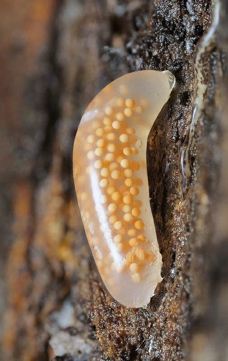 ˚Egg-case of Argonemertes australiensis Parborlasia corrugatus or proboscis worm, is a scavenger that will comb the ocean floor - by andybadger @ Flickr Proboscis Worm, Stars Druid, Magical Beasts, Sea Cucumber, Ocean Floor, Beautiful Bugs, Under The Sea, The Ocean, Cucumber