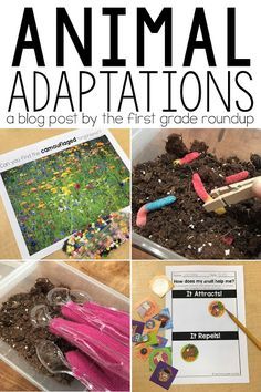 Plant And Animal Adaptations, Build A Zoo Stem Activity, Science Projects 1st Grade, First Grade Sensory Bins, Animal Adaptation Activities, Animal Adaptations Activities, Adaptations Science, Adaptations Activities, Animal Adaptation