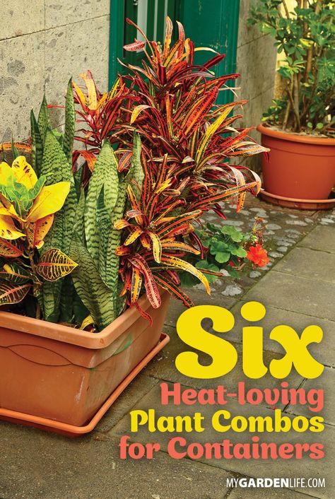 Beat the heat with these pretty accents! Choose plants that withstand hot weather for your next container garden. Check out our six heat-loving combinations that are sure to get your inspiration going. #MyGardenLife #HeatTolerantPlants #BeatTheHeat #plants #ContainerGardening Plants For Hot Weather, Florida Planters Container Garden, Heat Loving Plants, Sun Loving Plants For Containers, Arizona Plants For Pots, Heat Tolerant Plants For Containers, Plants That Tolerate Heat And Sun, Arizona Potted Plants, Poolside Planter Ideas Full Sun