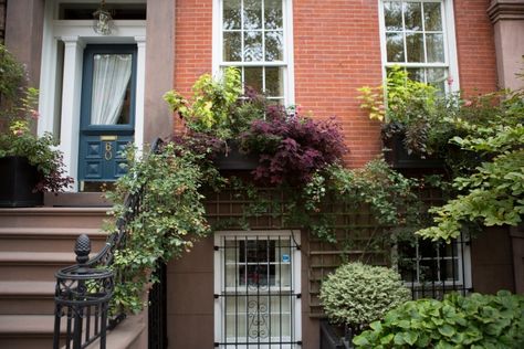 brooklyn-heights-douglas-lyle-thompson-gardenista-1782 Variegated Ivy, Brooklyn Brownstone, Garden Window, Window Box Flowers, Climbing Rose, Rose Hips, Front Steps, Brooklyn Heights, Fall Front Porch