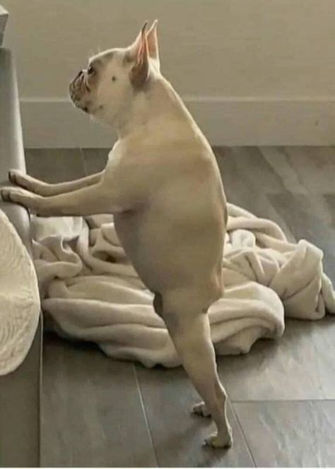 reactions on Twitter: "french bulldog standing on back legs apple shape no ass https://t.co/KjOx3pYj6b" / Twitter Bulldog Meme, French Bulldog Mix, Lol Funny, Funny Animal Jokes, Animal Jokes, Cavalier King Charles Spaniel, Funny Animal Pictures, Cavalier King Charles, Australian Shepherd