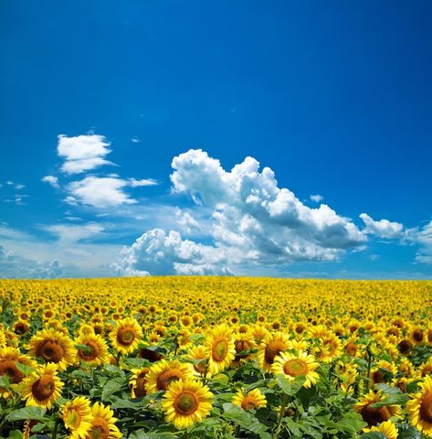 Photo sunflower field | Premium Photo #Freepik #photo #sunflower-field #green-field #green-landscape #meadow Flower Field Landscape, Sunny Field, Landscape Meadow, Field Of Sunflowers, Field Painting, Sunflower Pictures, Green Field, Sunflower Field, Fields Photography