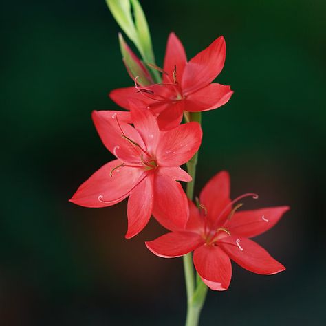 ~ Kaffir Lily ~ Kaffir Lily, Lily Aesthetic, Lilies Drawing, Fuchsia Flower, Fancy Flowers, Beautiful Flowers Photography, Flower Alphabet, Wild Nature, May Flowers