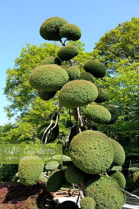 Simple Landscape Design, Cloud Pruning, Cryptomeria Japonica, Pnw Garden, Japanese Cedar, Landscape Designer, Topiary Trees, Beautiful Outdoor Spaces, Minimalist Landscape