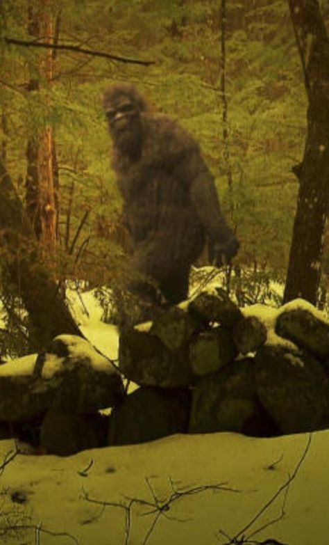 Bigfoot - the best depiction I've seen yet! Bigfoot Aesthetic, Real Bigfoot Pictures, Real Bigfoot, Bigfoot Pictures, Pie Grande, Giant People, Bigfoot Art, Finding Bigfoot, Bigfoot Sightings