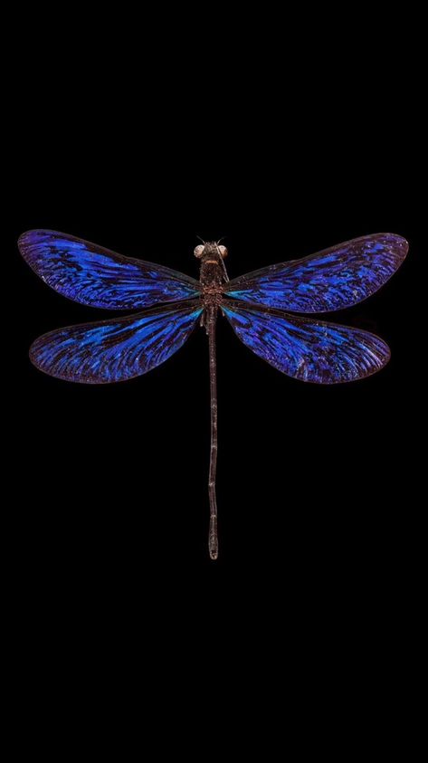 Dragonfly Iphone Wallpaper, Dragonfly Wallpaper Aesthetic, Dragon Fly Wallpaper, Dragonflies Wallpaper, Pretty Insects, Candle Website, Dragonfly Wallpaper, Simple Wallpaper, Pretty Backgrounds