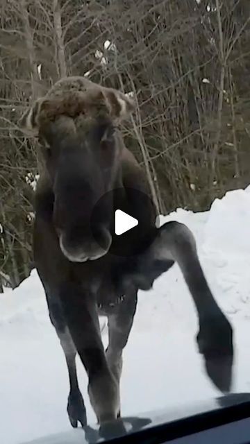 The Pet Collective on Instagram: "When the Moose are on the loose you better RUN! 🏃🏻‍♂️ . . . . . . #Moose #WildlifeOfInstagram #Wildlife #Funny #Fails #WildlifeMemes #MooseOfInstagram" Moose Jokes, Moose Poop Recipe, Real Bigfoot Pictures, Catio Plans, Bigfoot Pictures, Moose Animal, Winter Humor, Funny Animal Fails, Moose Pictures