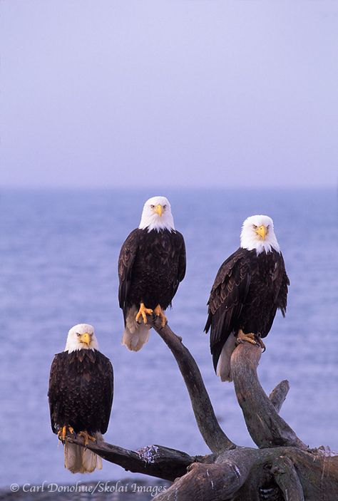 Bald eagles | bald eagles | Bald eagle photo galleries updated! Bald Eagle Photo, Eagle Photo, Eagle Images, Eagle Wallpaper, Eagle Pictures, Eagle Art, American Bald Eagle, Bald Eagles, Bird Wallpaper