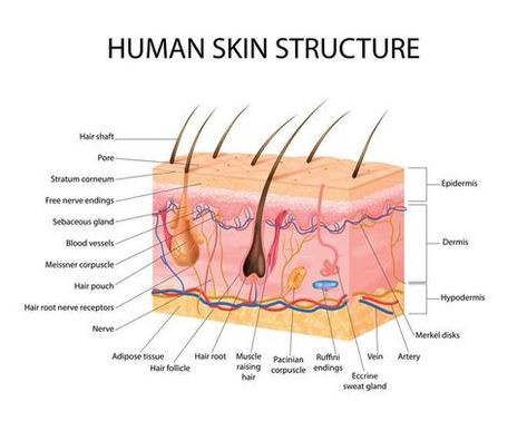 Structure Of Skin In Human Vector Art, Icons, and Graphics for Free Download Human Skin Structure, Skin Diagram, Structure Of Skin, Human Vector, Face Structure, Skin Drawing, Skin Structure, Sweat Gland, Adipose Tissue