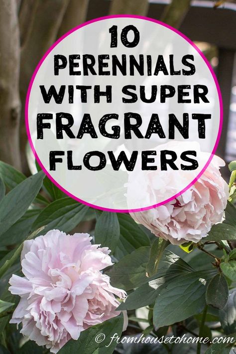 Looking for plants with the most fragrant flowers to plant in your garden landscaping? All of these fragrant perennials and bushes are perfect for planting close to the house or patio so you can smell their scent as soon as you walk outdoors. #fromhousetohome #gardendesign #gardening #fragrantflowers #sunperennials  #perennialgarden Fragrant Flowers Garden, Best Smelling Flowers, Smelling Flowers, Full Sun Perennials, Full Sun Plants, Sun Perennials, Fragrant Plant, Beautiful Pink Flowers, Patio And Garden