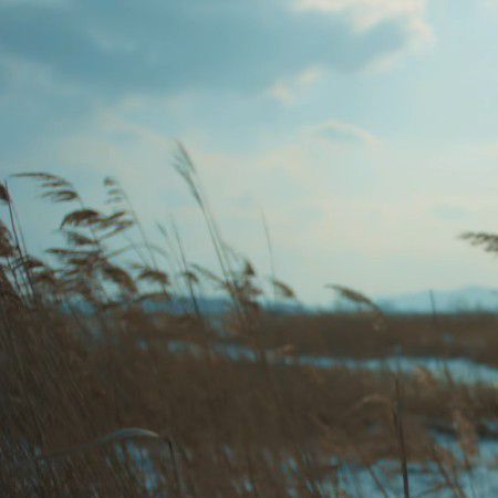 Disclaimer:i do not own this photo all credits to the owner. The Grass, The Wind, Water, Blue