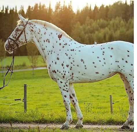 Speckled- black leopard Appaloosa english bridle Black Leopard Appaloosa, Fewspot Appaloosa, Horses Appaloosa, Spotted Horse, Leopard Appaloosa, Different Horse Breeds, Akhal Teke Horses, Horse Colors, Horse Inspiration