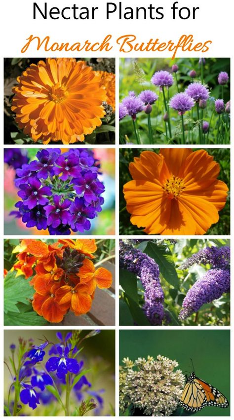 Milkweed Garden, Plants Collage, Monarch Butterfly Growing, Monarch Waystation Garden, Monarch Waystation, Monarch Butterfly Habitat, Monarch Butterfly On Milkweed, Monarch Butterfly On Flower, Monarch Butterfly Garden