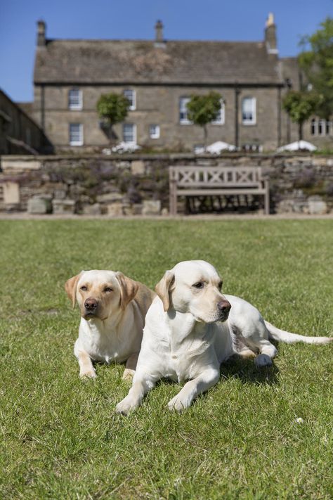 Pennines England, North Pennines, Hotel Inn, Dog Friendly Hotels, Dog Hotel, The Wilds, North East England, Hotel Website, Dog Photograph