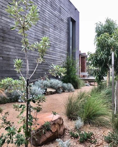 Modern Native Garden | King's Landscaping Modern Australian Garden, Australian Landscaping, Australian Garden Design, Australian Native Garden, Australian Garden, Coastal Gardens, Side Garden, Sustainable Garden, Native Garden