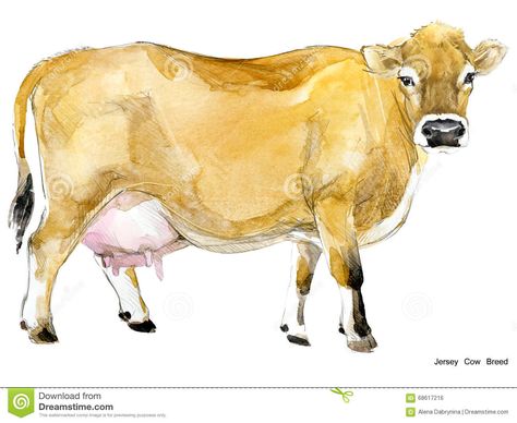 Cow. Cow watercolor illustration. Milking Cow Breed. Jersey Cow breed. Cow. Cow #Sponsored , #ADVERTISEMENT, #ADVERTISEMENT, #watercolor, #Jersey, #breed, #illustration Dairy Cow Breeds, Bull Drawing, Milking Cow, Cow Images, Cow Breeds, Cow Sketch, Guernsey Cow, Cow Watercolor, Breeds Of Cows