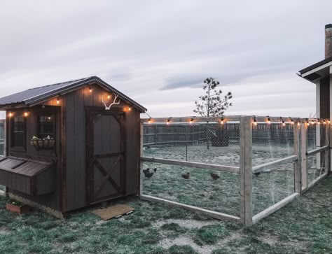 Chicken Run Interior Ideas, Farm Backyard Ideas, Boujee Chicken Coop, Big Chicken Coop Ideas, Fancy Chicken Coop, Cute Chicken Coops, Fancy Girls, Chicken Coop Garden, Backyard Chicken Coop Plans