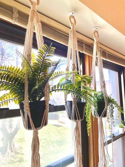 College Dorm Room Ideas Plants, Plant Dorm Room College, Windowsill Plants, Freshman Dorm, Orange Plant, College Dorms, College Dorm Room Decor, Dorm Room Inspiration, College Dorm Decorations