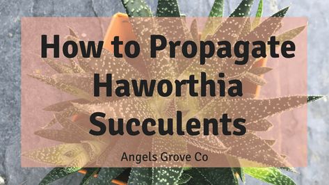 Haworthia Succulents, Planting Hacks, Succulent Propagation, Garden Succulents, Baby Succulents, Making Plant Pots, Succulent Gardens, Succulent Centerpieces, Propagating Succulents