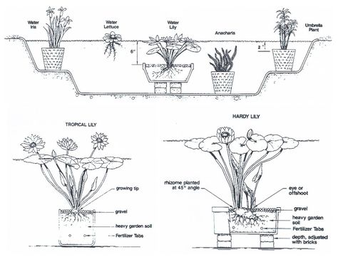 Blue Water Lily, Plants Tropical, Water Lily Pond, Floating Plants, Pond Plants, Aquarium Plants, Lily Plants, Small Ponds, Lily Pond