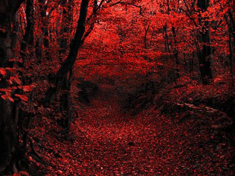 . Red Woods, Woods Aesthetic, Darkness Falls, Autumn Magic, Seasons Art, Season Of The Witch, Beautiful Tree, Fall Foliage, Natural Wonders