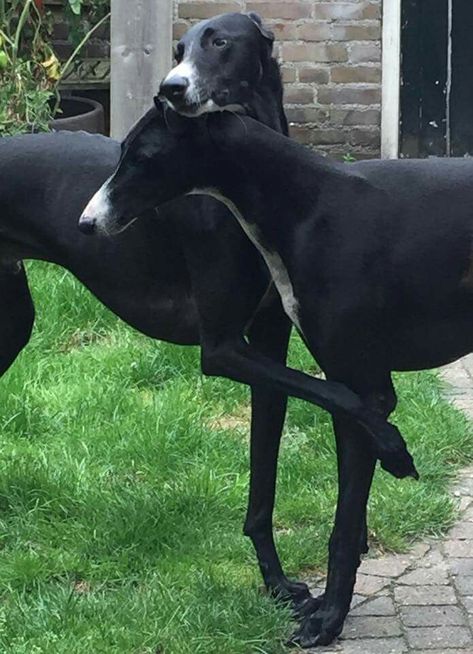 Black Greyhound Dog, Black Greyhound, Dogs Treats, Grey Hound, Ideas For Dogs, Sight Hounds, Ancient Healing, Black Dogs, Most Beautiful Dogs