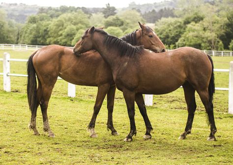 2 Horses Together, Two Horses Together, Two Horses In Love, Horses In Love, Field Poses, Horse Oc, Horse Art Ideas, Different Horse Breeds, 2 Horses