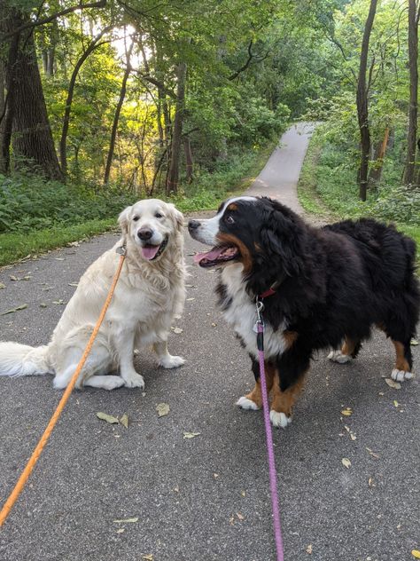 Lots Of Dogs, Two Dogs Aesthetic, Dogs Together, Dog With Other Animal, 3 Dogs, 2 Dogs, Three Dogs Aesthetic, Playing With Dog, 3 Dogs Together