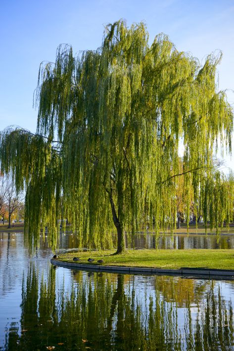 Weeping Willow tree Salix babylonica Fast Growing Shade Trees, Red Maple Tree, Weeping Willow Tree, Tree Seedlings, Tree Nursery, Fast Growing Trees, Arbour Day, Weeping Willow, Potted Trees