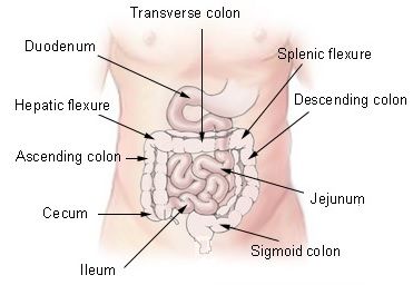 How to get rid of trapped gas (wind) pain in the stomach? | eHealthStar Gallbladder Attack, Insoluble Fiber, Getting Rid Of Gas, Stomach Gas, Trapped Gas, Gastric Problem, Referred Pain, Relieve Gas, Abdominal Fat