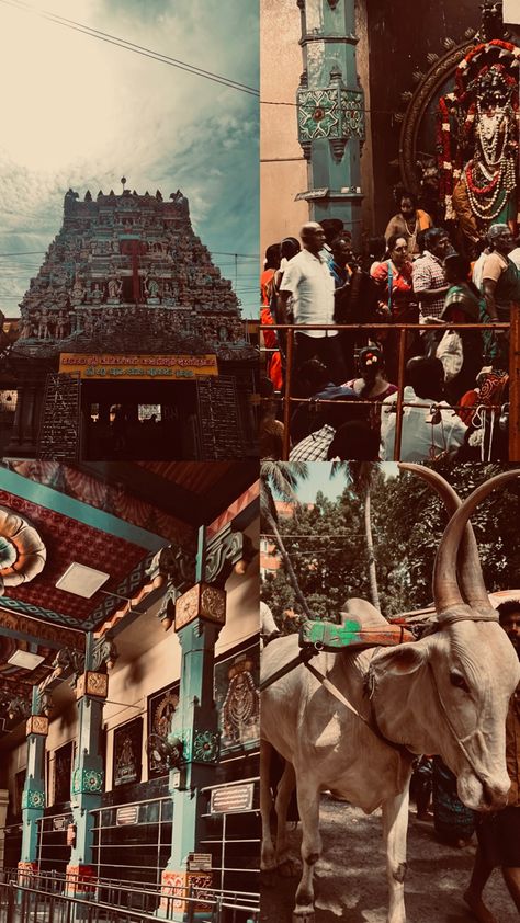 Tamil culture | desi academia | dark South Indian Culture Aesthetic, Tamil Culture Photography, Temple Story Ideas, Pongal Photography, Tamil Art Culture, Telugu Aesthetic, South Aesthetic, South Indian Aesthetic, Grade Vision Board