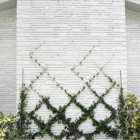 Jasmine On Trellis, Belgian Fence, Wall Trellis, Jasmine Plant, Diamond Trellis, Star Jasmine, Trellis Plants, Interior Modern, Outdoor Inspirations