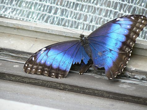 Broken Butterfly Wings, Butterfly With Broken Wing, Blue Butterfly Aesthetic, Broken Butterfly, Butterfly Wing Tattoo, Cool Tattoos For Girls, Butterfly Garden Plants, Butterfly Flying, Flying Butterfly