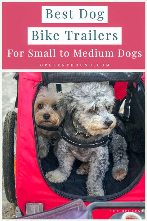 Best Medium and Small Dog Bike Trailers. We've rounded up the best dog bike trailers based on price and quality that are practical and comfortable for your small hound. There are also tips on what to look for when choosing the best dog bicycle trailer for you and your dog's needs. #dog #dogbiketrailer #dogtravelaccessories Trailer Dog Kennel, Diy Dog Bike Carrier, 20 Min Stationary Bike Workout, How To Teach Dog Not To Jump, Dog Trailer For Bike, Dog Bike Basket, Pet Trailer, Dog Bike, Dog Bike Trailer