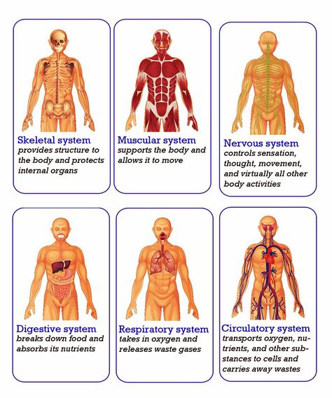 Learn about all 6 human body systems with this link! Human Body Systems Projects High School, Human Body Systems Projects, Body Systems Project, Fitness Knowledge, Human Body Unit Study, Anatomy Education, Heart Diagram, Skin Anatomy, Human Body Science