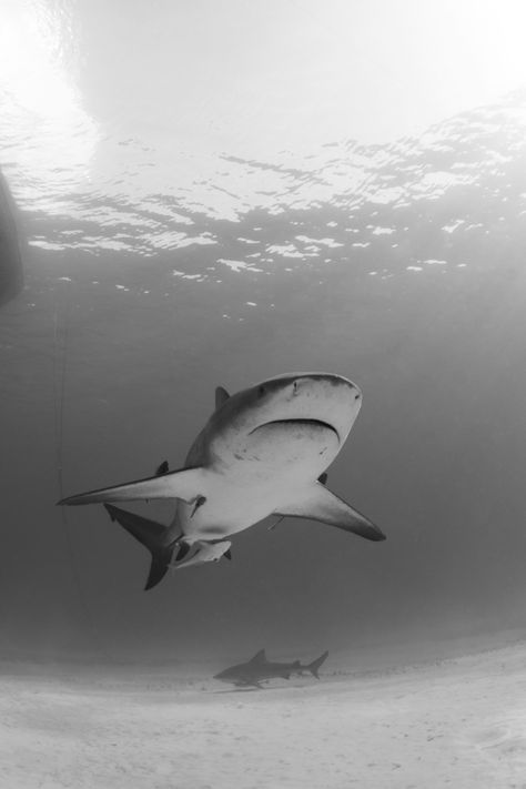 Shark Astetic, Great White Shark Photography, Shark Black And White, Shark Photos, Shark Facts, Shark Art, Shark Lover, Beautiful Sea Creatures, Angler Fish