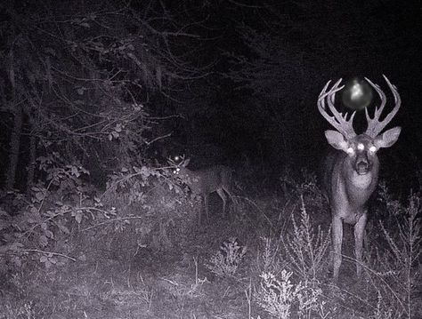 Not A Deer Cryptid, Star Flesh Aesthetic, Cryptid Photos, Not Deer Cryptid, Star Flesh Core, Appalachian Folklore, Star Flesh, Spooky Board, Cryptid Hunter