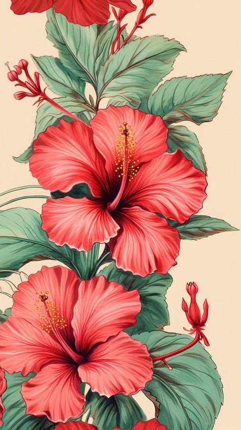 Vintage drawing red Hibiscus hibiscus | Premium Photo Illustration - rawpixel Hibiscus Flower Illustration, Hibiscus Illustration, Hibiscus Painting, Hibiscus Drawing, Hibiscus Flower Drawing, Hibiscus Flower Pattern, Red Hibiscus Flower, Wall Murals Diy, Pencil Drawings Of Flowers