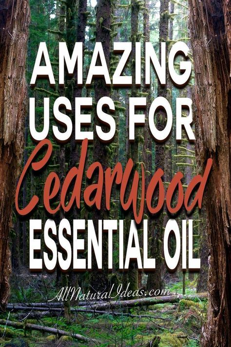 There are so many amazing cedarwood essential oil uses. If you have room in your oil collection, here are some top uses for cedarwood essential oil. Cedarwood Essential Oil Uses, Not Drinking Enough Water, Diy Essential Oil Recipes, Ginger Benefits, Cedarwood Essential Oil, Oil Uses, Essential Oil Uses, Peppermint Essential Oil, Cedar Wood