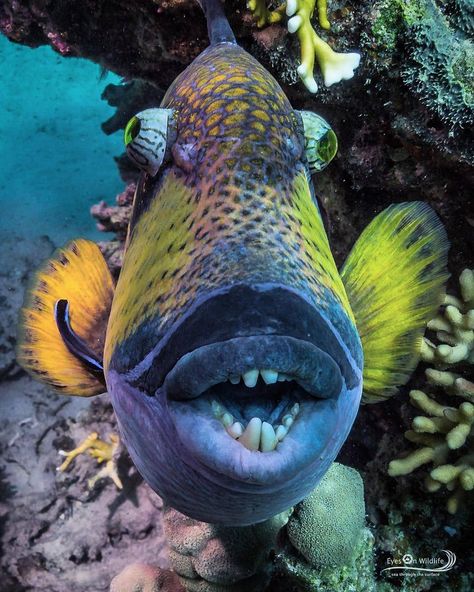 BEST WİLD PLANET on Instagram: “Photo by :@ocean.traveler . --- That’s exactly why you should NOT annoy a titan trigger fish. Look at these massive teeth! but don’t worry,…” Trigger Fish, Water Life, Beautiful Ocean, Fishing Humor, Anime Scenery Wallpaper, Mexico Travel, Scenery Wallpaper, Beach Sand, Anime Scenery