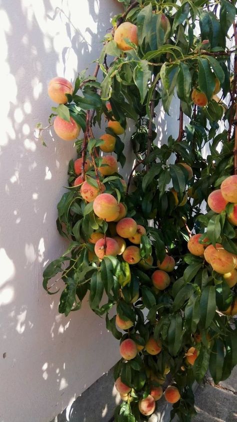 Peach Trees Aesthetic, Peach Fruit Aesthetic Wallpaper, Peach Tree Aesthetic, Peach Tree Wallpaper, Fruit Tree Aesthetic, Peach Fruit Aesthetic, Peaches Aesthetic, Peach Farm, Peach Blossom Tree