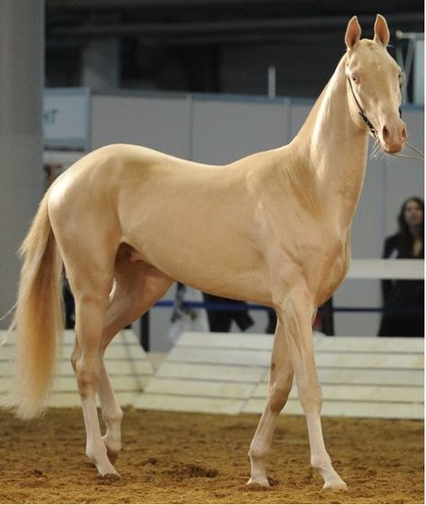 The Prettiest Horse In The World. Akhal-Teke Akhal-teke, Ahal Teke, Akhal Teke Horses, Rare Horses, Golden Horse, Akhal Teke, Most Beautiful Horses, Majestic Horse, All The Pretty Horses