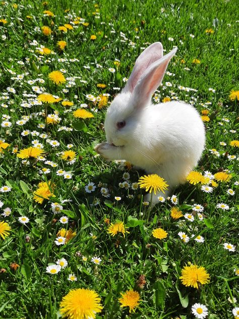 rabbit 🐇 🐰 white summer White Rabbit Drawing, Roses And Thorns, Picture Music, Cutest Bunny Ever, Rabbit White, Voice Overs, White Bunnies, Rabbit Photos, Spring Animals