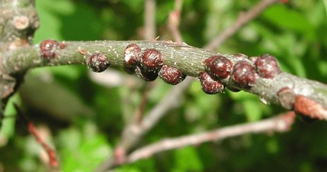 Scales are sap-sucking insects common on backyard trees and ornamental shrubs. All woody plants may be susceptible to scale infestations. Dormant oil will kill most armored and soft scale insects that are in the susceptible stage. They tend to be more effective against soft scales. Ornamental Shrubs, Insect Identification, Backyard Trees, Scale Insects, Garden Bugs, Tree Care, Deciduous Trees, Landscape Trees, Trees And Shrubs