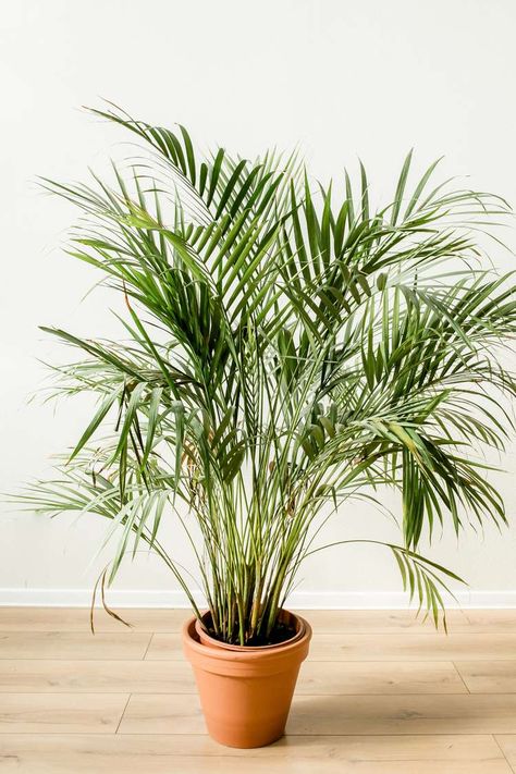 How to Grow and Care For Indoor Palm Trees Indoor Palm Plants, Palm Plant Care, Indoor Plants Names, Palm Tree Care, Indoor Palm, Chamaedorea Elegans, Palm House Plants, Palm Plants, Indoor Palm Trees