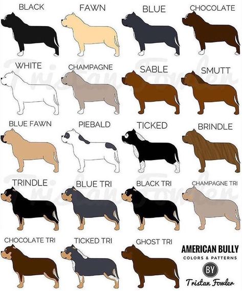 Bully Fans on Instagram: “The American Bully color varieties. #bullterrier #americanbully #apbt #englishbulldog #shortybull #canecorso #bullterrier…” Pitbull Colors, Exotic Bully, American Bully Kennels, American Bully Pitbull, American Bully Pocket, British Bull Terrier, Bully Xl, Bully Pitbull, American Bullies