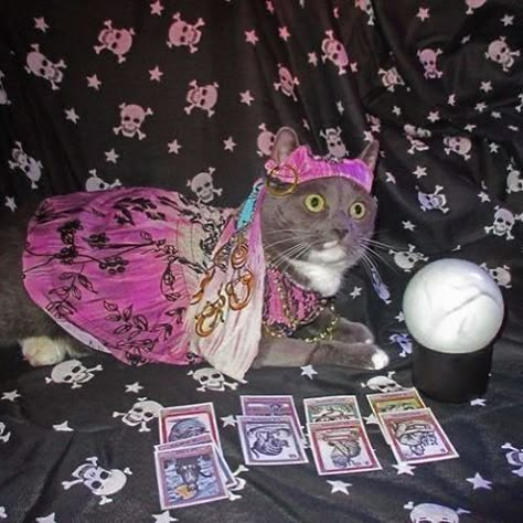 Evil Meme, Tarot Significado, Witch Cat, Cat Memes, Tarot Cards, Psychic, Funny Images, Cute Cats, Funny Pictures