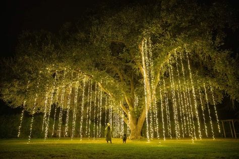 Weeping Willow Tree, Twinkly Lights, Solar String Lights Outdoor, Christmas Light Displays, Old Oak Tree, September 1st, Weeping Willow, Solar String Lights, Outdoor Event